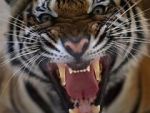 Watch 20 Animals That Will Kill You Merdb