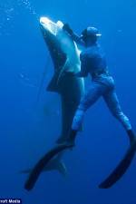 Watch Dive to Tiger Shark Central Putlocker