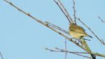 Watch Attenborough\'s Wonder of Song (TV Special 2022) Putlocker
