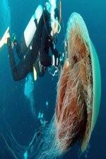 Watch Monster Jellyfish Putlocker