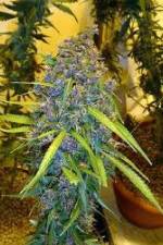 Watch Marijuana: Its Time for a Conversation Putlocker