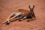 Watch Big Red: The Kangaroo King Putlocker