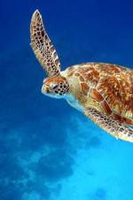 Watch Turtle Putlocker