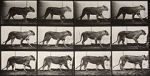 Watch Lioness Walking Putlocker