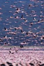 Watch The Crimson Wing Mystery of the Flamingos Putlocker