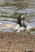 Watch National Geographic Wild Blood River Putlocker