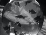 Watch Bocal aux poissons-rouges Putlocker