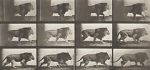 Watch Lion Walking Putlocker