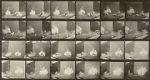 Watch Chickens Scared by Torpedo Putlocker
