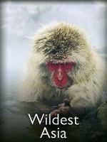 Watch Wildest Asia Putlocker
