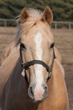 Watch Mr. Ed Putlocker