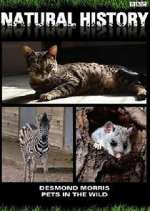 Watch Pets in the Wild Putlocker