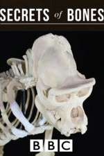 Watch Secrets of Bones Putlocker