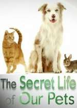 Watch The Secret Life of Our Pets Putlocker