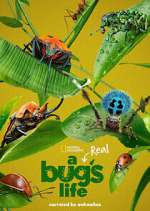 Watch A Real Bug's Life Putlocker