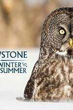 Watch Yellowstone Wildest Winter to Blazing Summer Putlocker