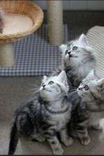Watch The Secret Life of Kittens Putlocker