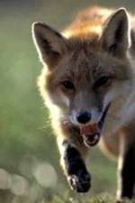 Watch Fox Wars Putlocker