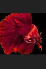 Watch Thailand: Earth's Tropical Paradise Putlocker