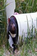 Watch Aussie Animal Island Putlocker