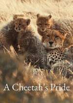 Watch A Cheetah\'s Pride Putlocker