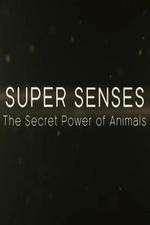 Watch Super Senses The Secret Power of Animals Putlocker