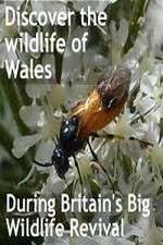 Watch Britain's Big Wildlife Revival Putlocker