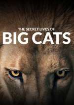 Watch The Secret Lives of Big Cats Putlocker