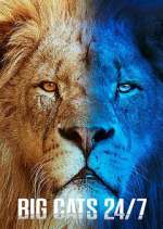 Watch Big Cats 24/7 Putlocker