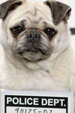 Watch Secret Life of Dogs Putlocker