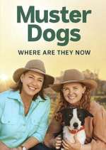 Watch Muster Dogs: Where Are They Now? Putlocker