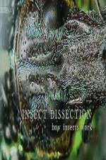 Watch Insect Dissection How Insects Work Putlocker