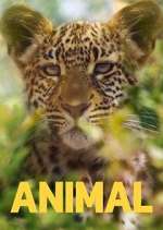 Watch Animal Putlocker