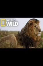 Watch Animal ER Live Putlocker