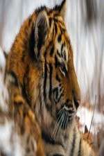 Watch Operation Snow Tiger Putlocker