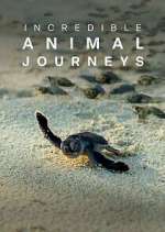 Watch Incredible Animal Journeys Putlocker