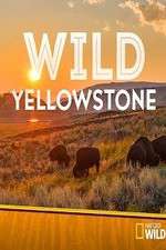 Watch Wild Yellowstone Putlocker