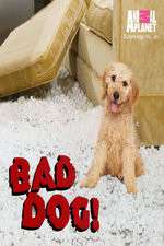 Watch Bad Dog! Putlocker