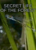 Watch Secret Life of the Forest Putlocker