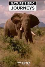 Watch Nature's Epic Journeys Putlocker